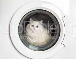 washing machine and cat