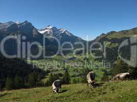 Grazing Raetisches Grauvieh In The Alps