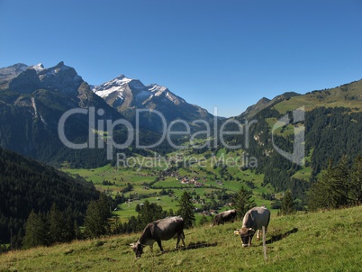 Grazing Cows In The Bernese Oberland