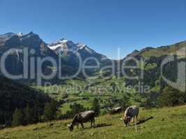 Grazing Cows In The Bernese Oberland