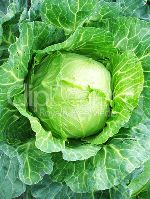 Big head of cabbage