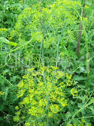 Fennel growing on a bed