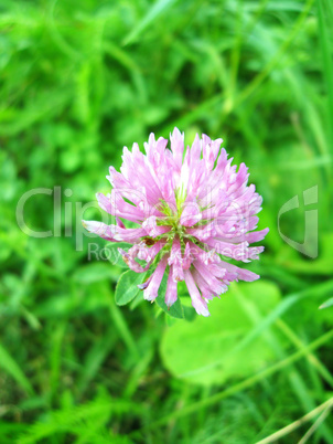 Pink flower of clover