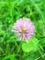 Pink flower of clover