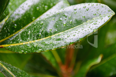 Green leaf with drops of wate