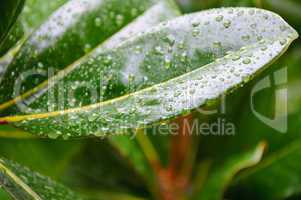 Green leaf with drops of wate