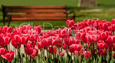 A Bank in a Yard Setting With Flowers