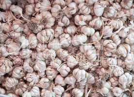 Dry Organic Garlics