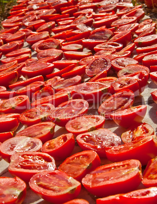 Fresh Organic Tomatoes Under Hot Sun To Dry