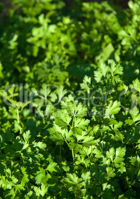 Organic Fresh Parsley In A Garden