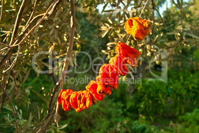 Organic Bell Peppers Hanged To Sun Dry
