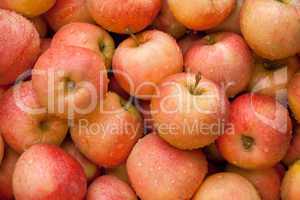 Fresh Organic Red Apples