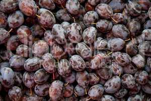 Heap Of Fresh Organic Purple  Damson Plums