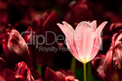 Pink Tulip Surrounded With Burgundy Tulips