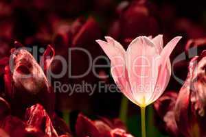 Pink Tulip Surrounded With Burgundy Tulips