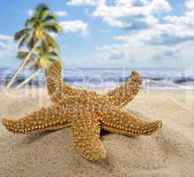 Starfish On The Beach