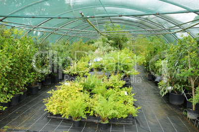 a plant nursery in Brittany