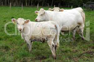 France, cows in a meadow in Les Yvelines