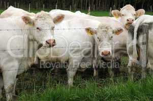 France, cows in a meadow in Les Yvelines