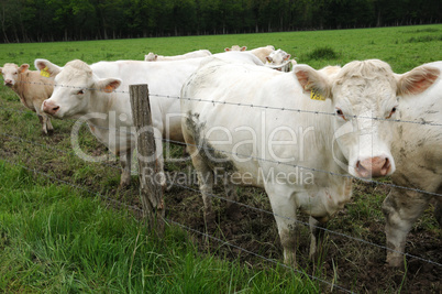 France, cows in a meadow in Les Yvelines
