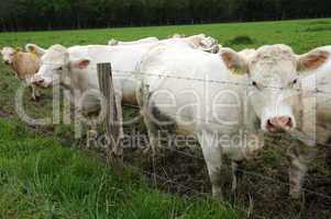 France, cows in a meadow in Les Yvelines