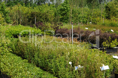 a plant nursery in Brittany