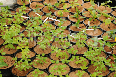 a plant nursery in Brittany