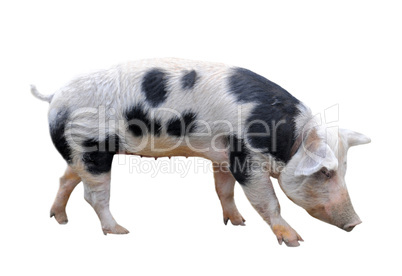 Bayeux pig