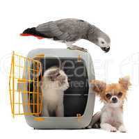 kitten in pet carrier, parrot and chihuahua
