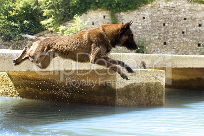 malinois jumping in the river