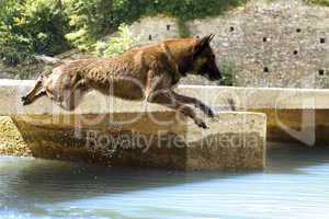 malinois jumping in the river