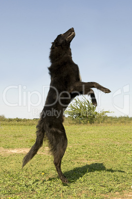 jumping groenendael