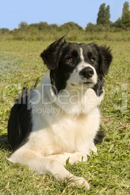 border collie