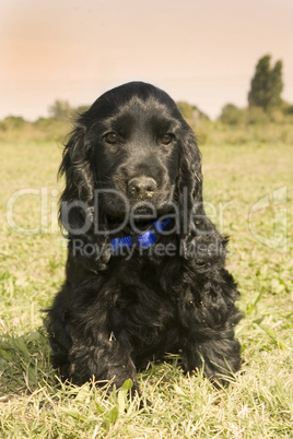 puppy english cocker