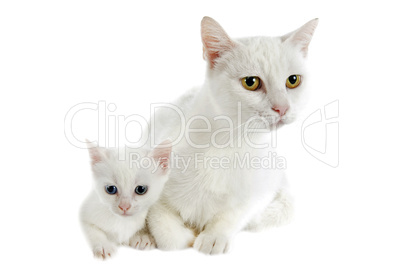 white kitten and mother