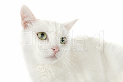 white cat