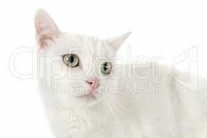 white cat