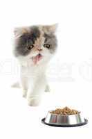 persian kitten and cat food