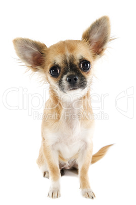 puppy chihuahua