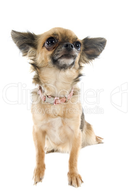 brown  chihuahua