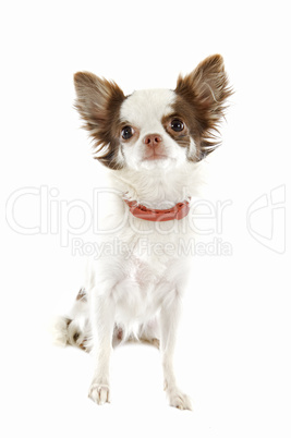 chihuahua with preventive collar