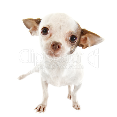 puppy chihuahua