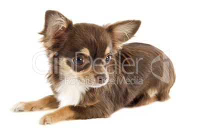 puppy chihuahua