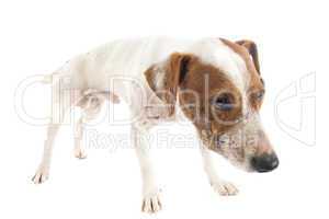 wounded jack russel terrier