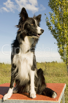 border collie