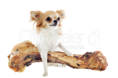 chihuahua and bone