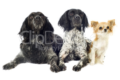 brittany spaniels and chihuahua
