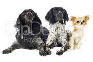 brittany spaniels and chihuahua