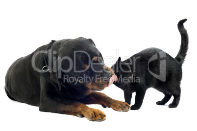 rottweiler and cat