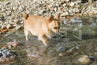 fat chihuahua in the river